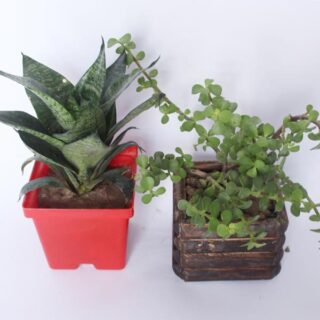 Snake Plant and Jade Plant Combo 1