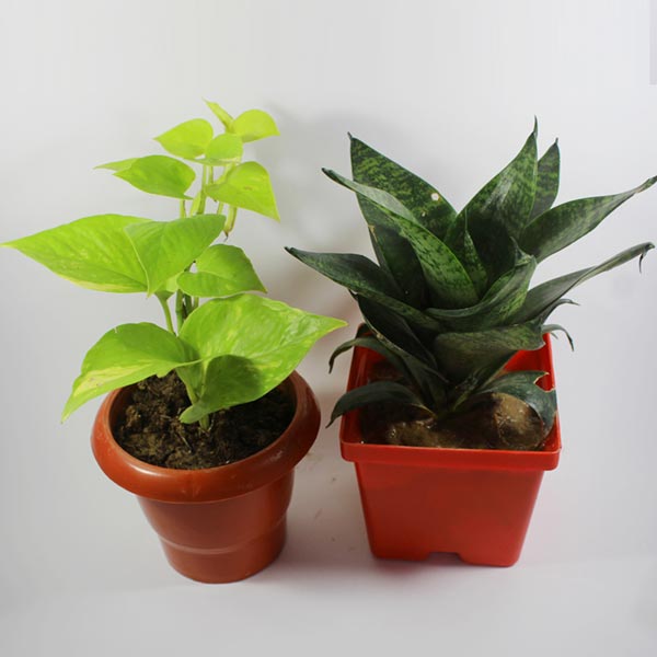 Snake Plant and Money Plant Combo