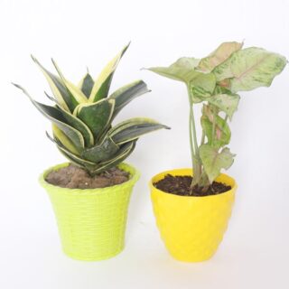 Snake Plant and Pink Syngonium Plant Combo 1