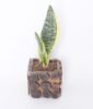 Snake Plant in Wooden Pot
