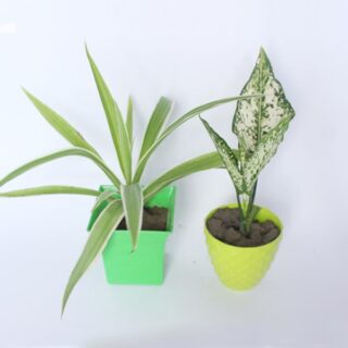 Spider and Silver Aglaonema Plant Combo 1