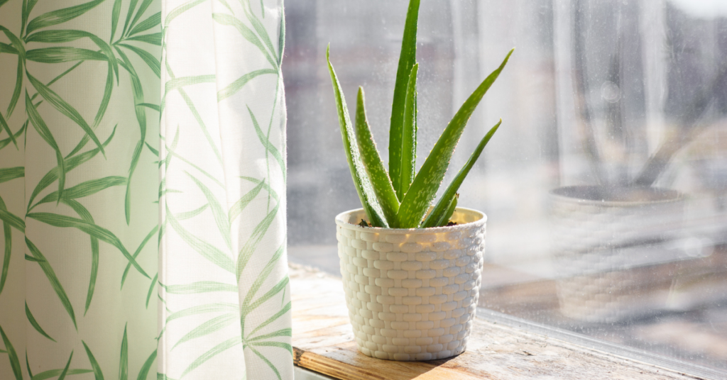 Air Purifying Plants - Aloe Vera