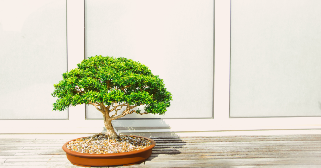 Air Purifying Plants - Bonsai Plant