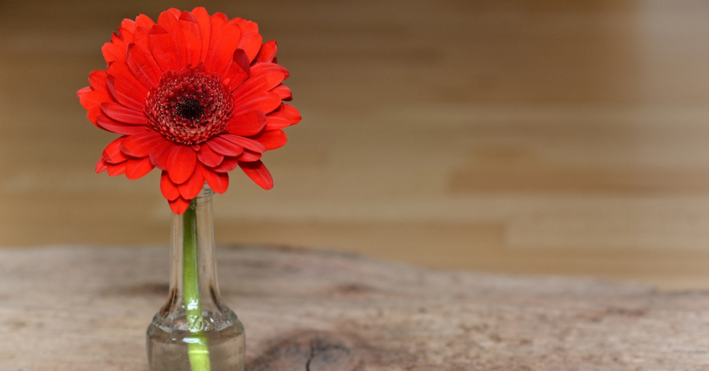 Gerbera Daisy