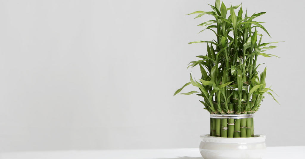 Air Purifying Plants - Lucky Bamboo