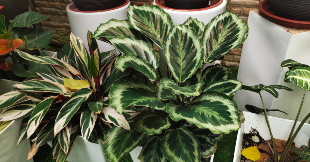 10 Best Indoor Plants -  Calathea