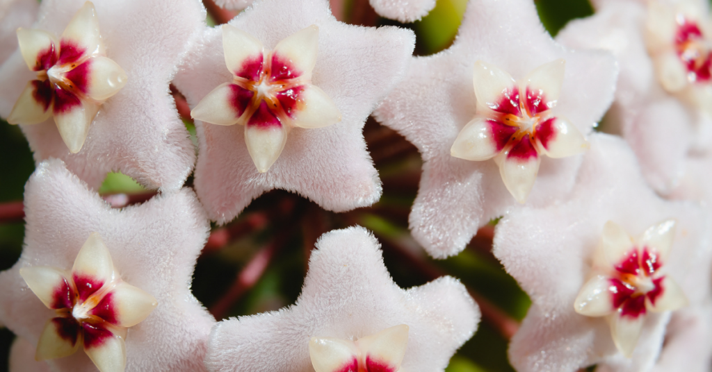 10 Best Indoor Plants -  Hoya