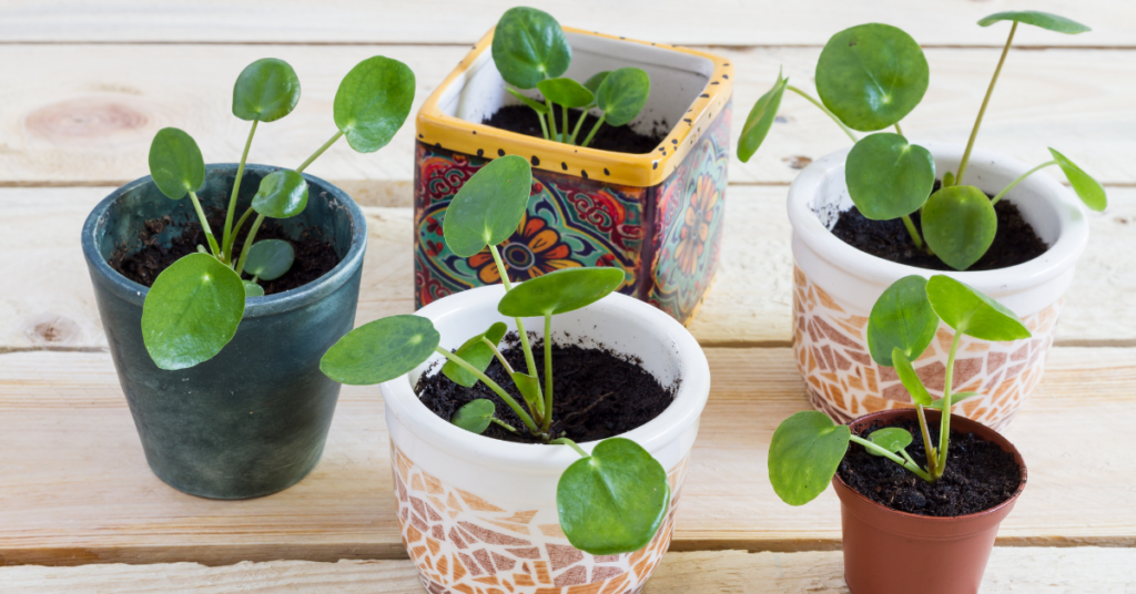 10 Best Indoor Plants - Pilea Peperomioides