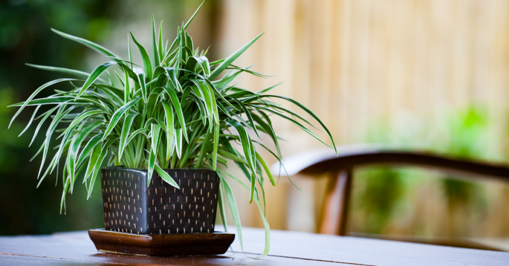 10 Best Indoor Plants -   Spider Plant