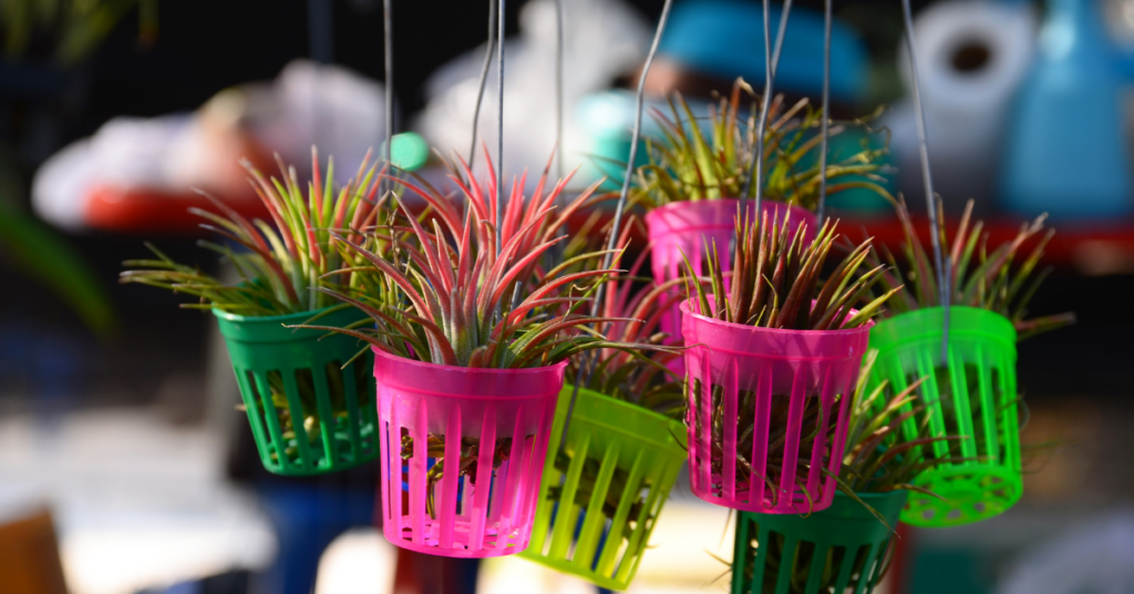 10 Best Indoor Plants -   Tillandsia