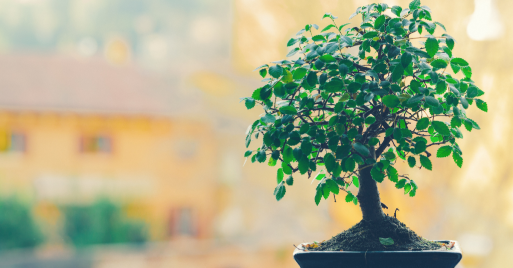 7 Online Plants - Bonsai Plants