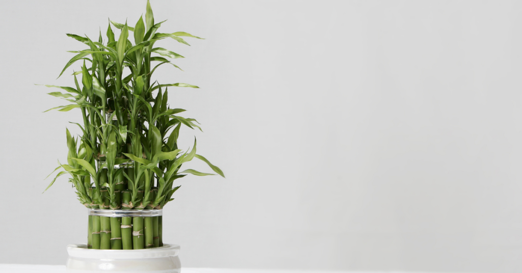7 Online Plants - Lucky Bamboo
