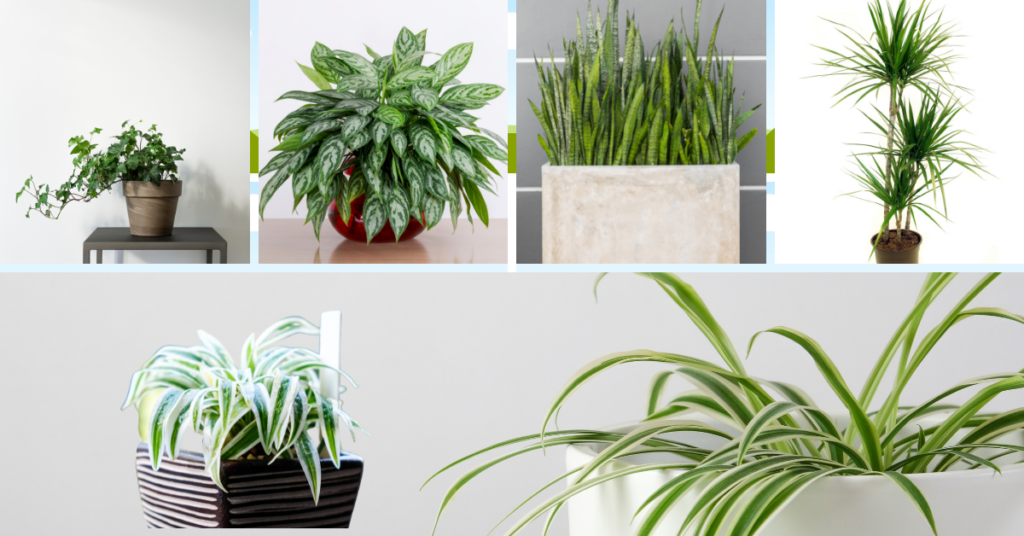 Air-purifying plants as Valentine’s Day gift - TaruVatika