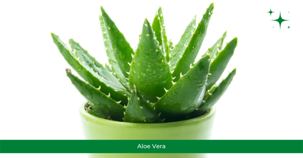 Aloe Vera - Air Purifying Plants
