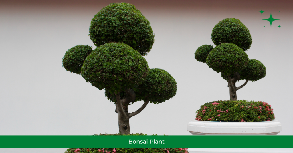 Bonsai Plant - Air Purifying Plants