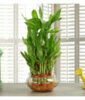 Good Luck Plant