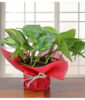 Lovely Money Plant