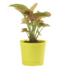 Red Syngonium Plant