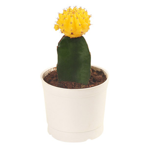 Yellow Moon Cactus Plant