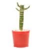 Cut Leaf Bamboo Plant