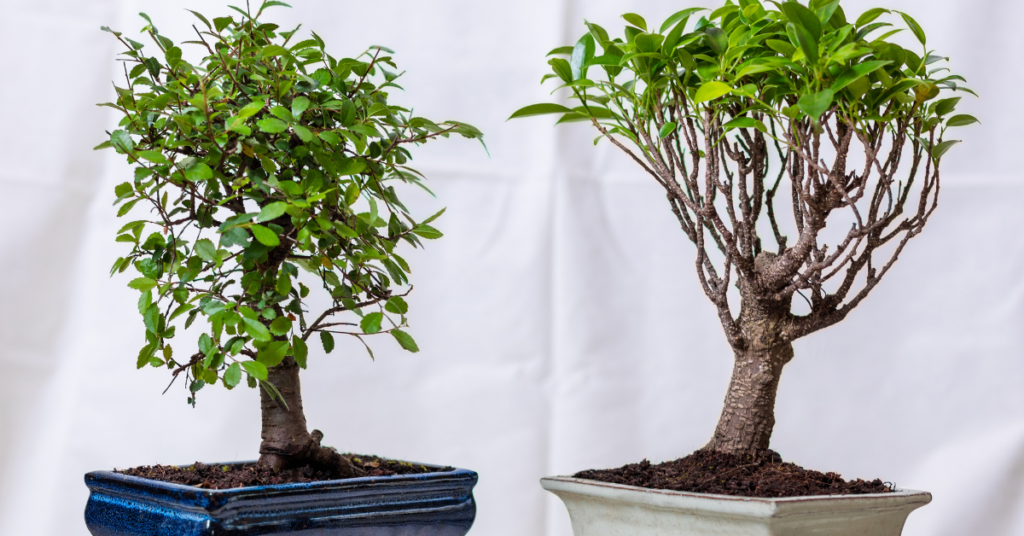 Ficus Bonsai Plant