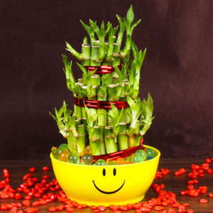 Good Luck Bamboo Plant in a Smiley bowl