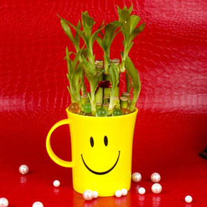 Good Luck Bamboo Plant in a Smiley Mug