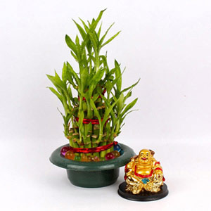 Good Luck Bamboo Plant with Laughing Buddha