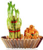 Plant Gift – Laugh and Luck Together