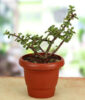 Green Gift Jade Crassula