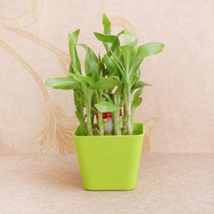 Lucky Bamboo Plant - 2 Layer with Pot