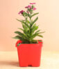 Magenta Dianthus Plant