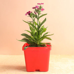 Magenta Dianthus Plant