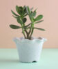 Crassula Ovata Plant With Pot