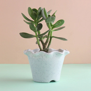Crassula Ovata Plant With Pot