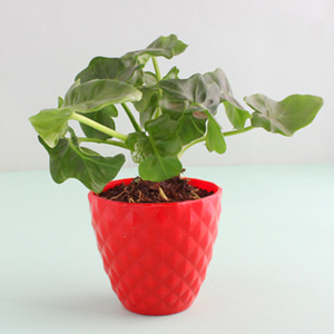 Air Purifying Plant With Pot