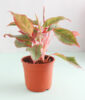 Aglaonema Lipstick Plant