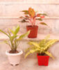 Plant Combo – Set of 3 Foliage Plants