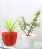 Air Purifying Plant Combo