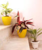 Valuable Trio of Air Purifier Plants