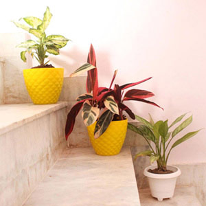 Trio of Air Purifier Plants