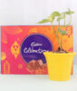 Auspicious Money Plant with Chocolates