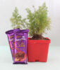 Delicious Foxtail Fern Plant Combo