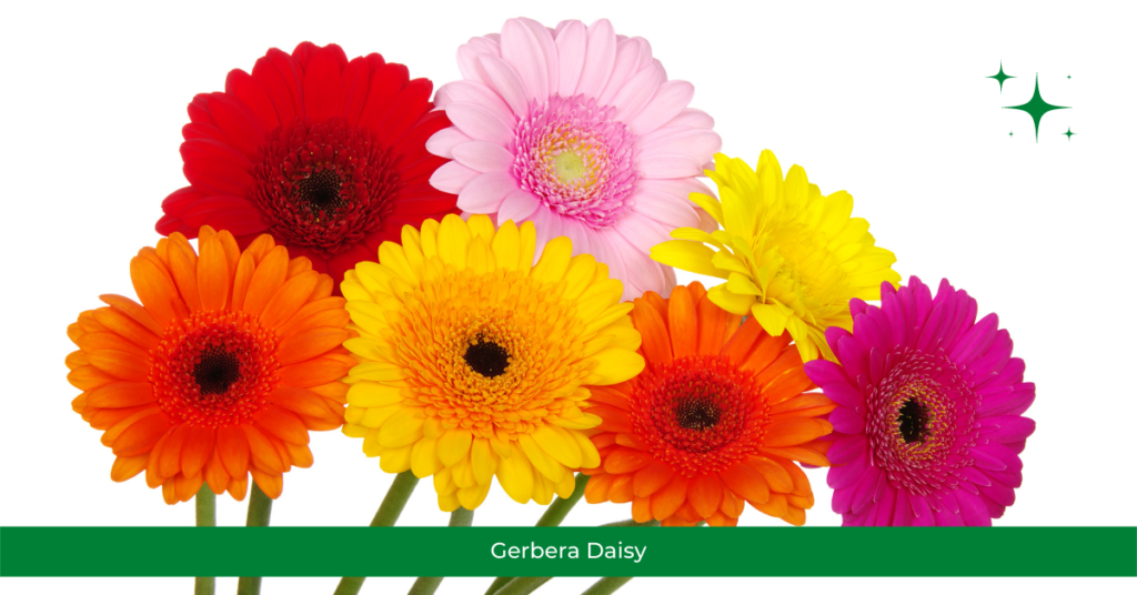 Gerbera Daisy @Taru Vatika