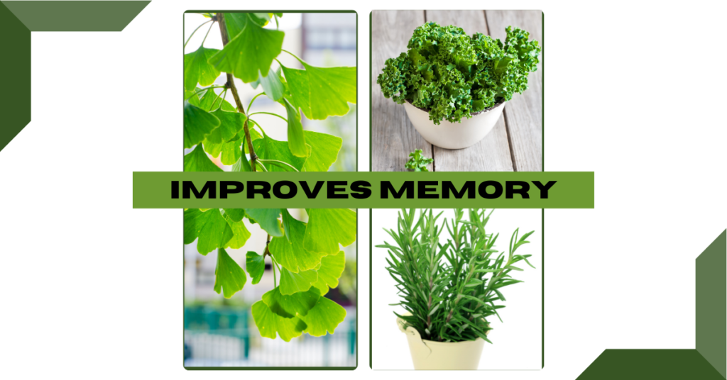 Plants That Improves Memory