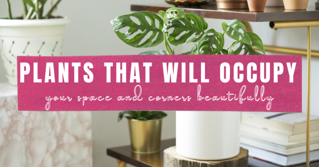 Indoor Garden Tips for Small Spaces - plants that will occupy