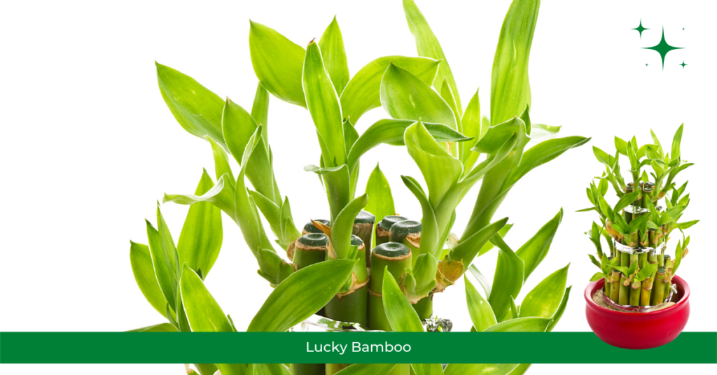 Lucky Bamboo - Air Purifying Plants