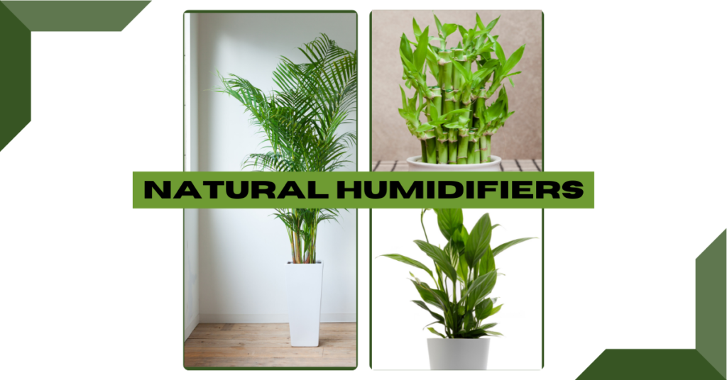 Natural Humidifiers