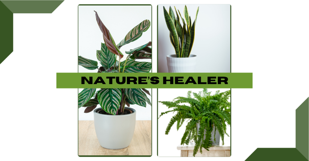 Nature’s Healer