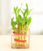 Lucky Bamboo Plant In Glass Vase